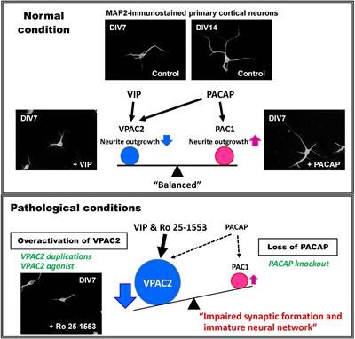 Probing the VIPR2 Microduplication Linkage to Schizophrenia in Animal and Cellular Models